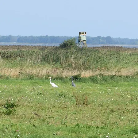 Zur Kranichweide Feriehus *